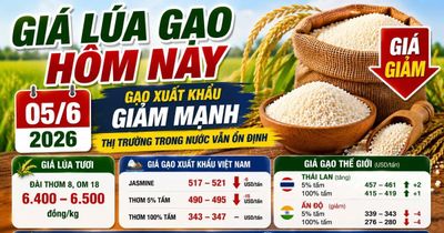 Giá lúa gạo hôm nay 5/6: Lúa trong nước vẫn đứng giá
