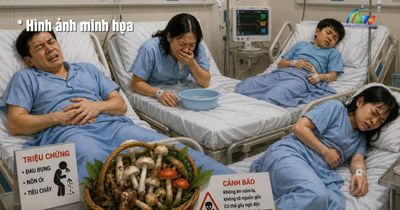Cảnh báo ngộ độc nấm hái ở rừng thông