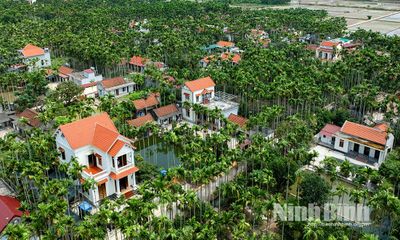 Nghề trồng cau ở Hải Anh