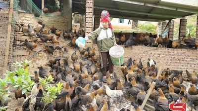 Phát triển chăn nuôi hiệu quả, bền vững