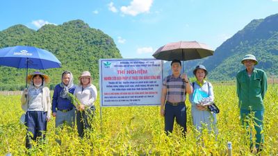 Nhiều giống vừng triển vọng thích nghi tốt với điều kiện sản xuất ở Quảng Trị