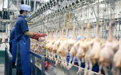 TP.HCM hiện đại hóa toàn diện cơ sở giết mổ động vật vào năm 2030