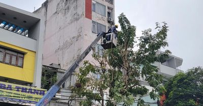 TP. Hồ Chí Minh: Bảo đảm an toàn cây xanh mùa mưa bão