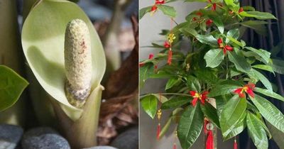 5 loại cây cảnh hiếm khi nở hoa, một khi đã nở hoa là điềm báo: Gia chủ cần chuẩn bị