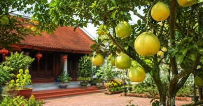 Trồng cây bưởi trước nhà phong thủy có tốt không?