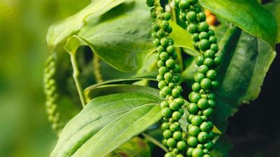 Giá tiêu hôm nay 5/6/2026: Đồng loạt tăng