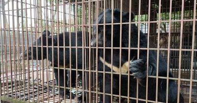 Kêu gọi chấm dứt tình trạng nuôi nhốt gấu tại Hà Nội