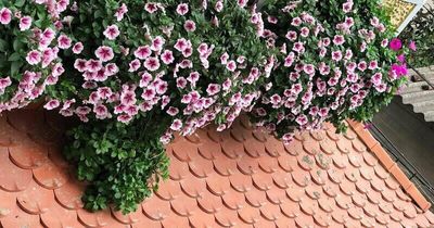 Nhà mát rượi ngày hè nhờ top 9 cây cảnh ban công chống nóng, chịu nắng gắt