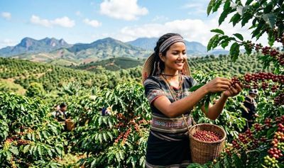 Giá cà phê hôm nay 6.6: Đà giảm chậm lại, thị trường chờ lực đỡ từ thế giới