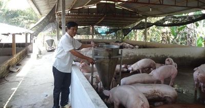Người nuôi heo lãi lớn