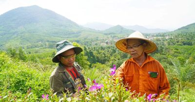 Lão nông thuần hóa rừng sim tím, mở lối du lịch xanh cho người Ba Na