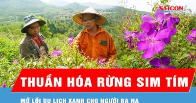 Lão nông thuần hóa rừng sim tím, mở lối du lịch xanh cho người Ba Na