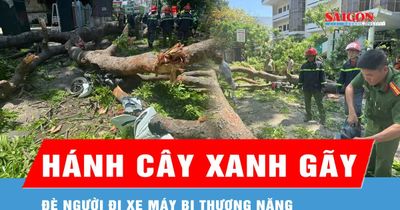 Khánh Hòa: Nhánh cây xanh gãy, đè người đi xe máy bị thương nặng