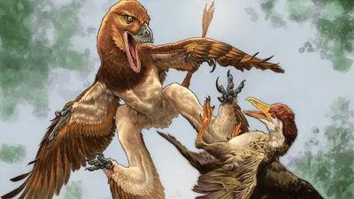 Hóa thạch kỷ Phấn trắng hé lộ 'quái vật' có tới 4 cánh