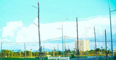 Hàng trăm cây xanh chết khô ở khu đô thị xanh nghìn tỷ