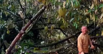 Lốc xoáy kèm mưa lớn làm rụng hơn 50 tấn sầu riêng ở Lâm Đồng