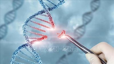 Lần đầu tiên, các nhà khoa học chỉnh sửa chính xác gene trong phôi người