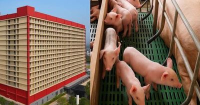 Hà Nội xem xét đề xuất xây dựng tổ hợp chăn nuôi lợn trong nhà cao tầng