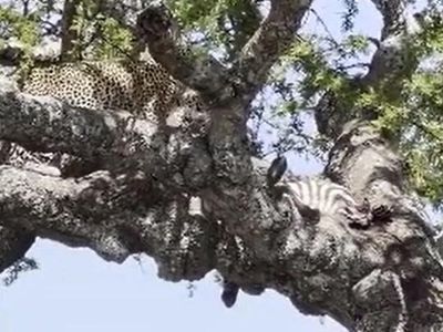 Báo hoa mai bỏ cả chiến lợi phẩm, tháo chạy khỏi đòn phản công bất ngờ của rắn hổ mang