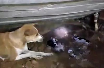 Rắn hổ mang cắn chết 2 con non, chó mẹ lao vào tử chiến để bảo vệ đàn con còn lại
