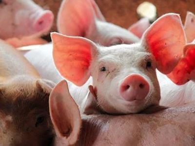 Giá heo hơi ngày 6/6: Nhiều địa phương đồng loạt điều chỉnh giảm