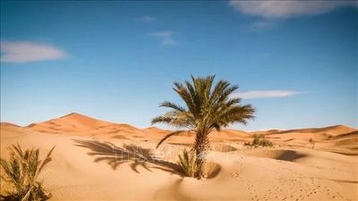 Gần 50 người chết khát giữa sa mạc Sahara