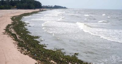 Bãi biển Hồ Tràm tràn ngập lục bình và rác thải