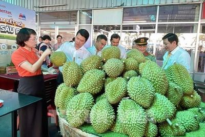 Gỡ rào cản hướng tới xuất khẩu sầu riêng bền vững