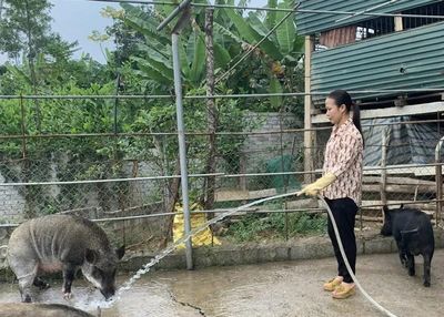 Bảo tồn giống vật nuôi bản địa