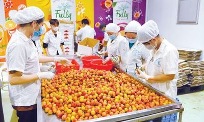 Chế biến sâu vải thiều: Giảm áp lực tiêu thụ, tăng giá trị