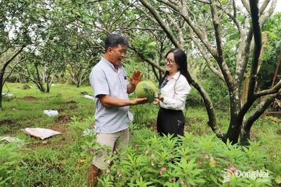 Trồng bưởi hữu cơ cho thị trường xuất khẩu