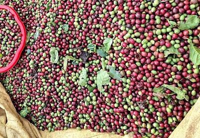 Giá cà phê giảm nhẹ, hồ tiêu đồng loạt tăng 1.000 đồng/kg