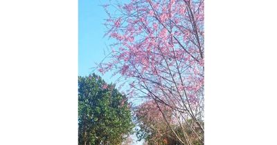Từ sakura đến sắc thắm anh đào Vĩnh Sơn