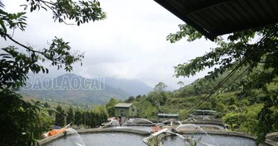 Nuôi cá nước lạnh trước áp lực nắng nóng