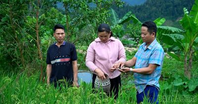 Nuôi ốc trên đồng lúa - mô hình '2 trong 1' của nông dân Phong Dụ Thượng