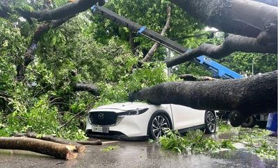 Cây đổ trúng người, hư hỏng tài sản mùa mưa bão: Trách nhiệm thuộc về ai?