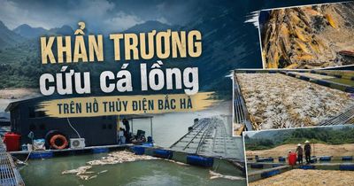 Khẩn trương cứu cá lồng trên hồ thủy điện Bắc Hà