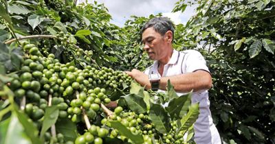 Làm gì để cà phê không còn xuất thô, bán rẻ?