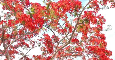 Hoa phượng nở gọi mùa hè về