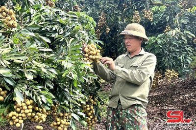 Chiềng Khương mùa nhãn chín sớm