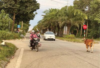 Tăng cường xử lý tình trạng thả rông trâu bò gây mất an toàn giao thông
