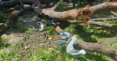 Khánh Hòa: Cứu người đàn ông bị cây xanh gãy đè trúng khi đang chạy xe máy