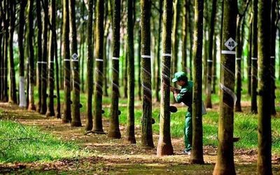 Doanh thu quý I tăng mạnh, Cao su Hòa Bình (HRC) tự tin đặt mục tiêu tăng trưởng cao năm 2026