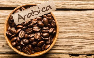 Giá cà phê hôm nay 6/6/2026: Arabica chạm 'đáy' 18 tháng
