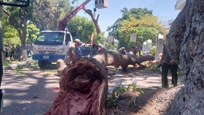 Khánh Hòa: Nhánh xà cừ cổ thụ gãy đè trúng xe máy, 1 người bị thương
