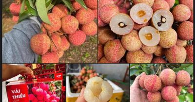 Một loại quả đặc sản của Việt Nam chính thức chinh phục thị trường Mỹ