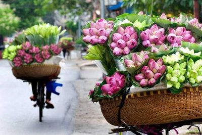 TRĂM CÁNH SEN HỒNG