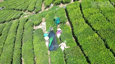 Hồ sơ giao đất cho Vinatea Mộc Châu: Những mâu thuẫn cần được làm rõ