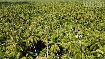 Vĩnh Long phát triển ngành dừa hiệu quả, bền vững