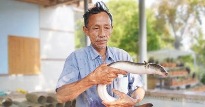 Gầy dựng cơ nghiệp tiền tỷ nhờ nuôi cá chình bằng vi sinh
